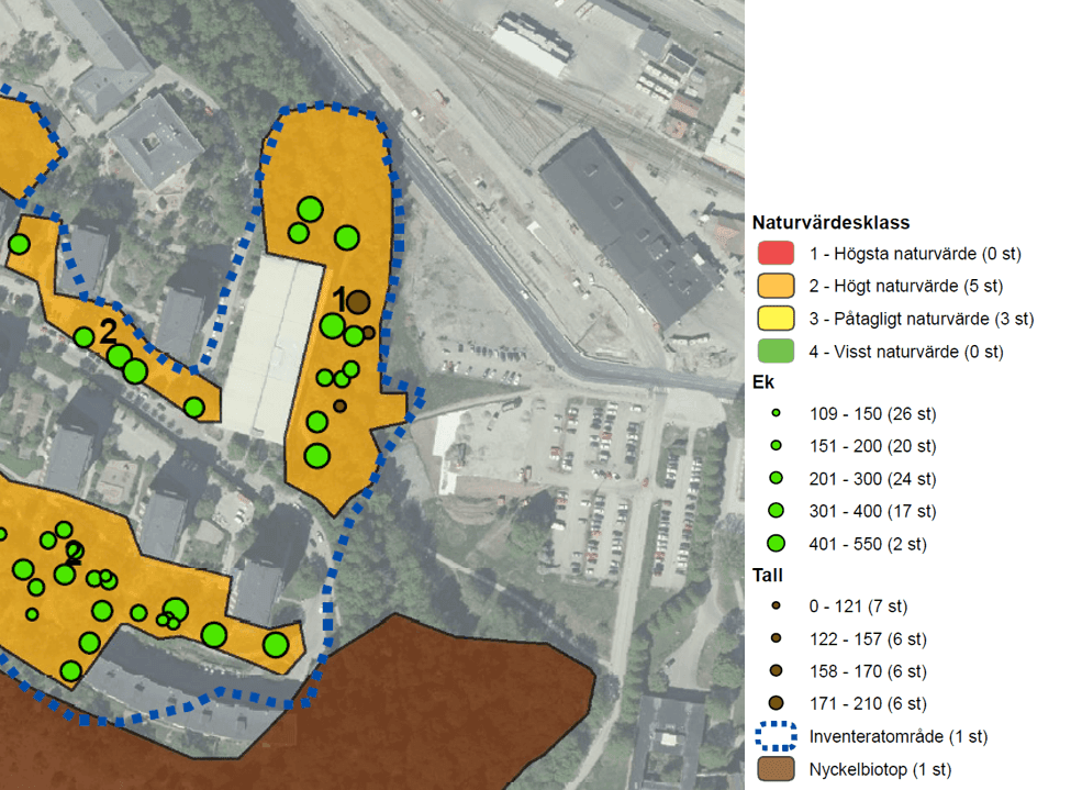 Bilden visar naturvärdesklassning och värdefulla träd i anslutning till planområdet. Bilden kommer från naturvärdesinventeringen. Bild: Ekologigruppen.